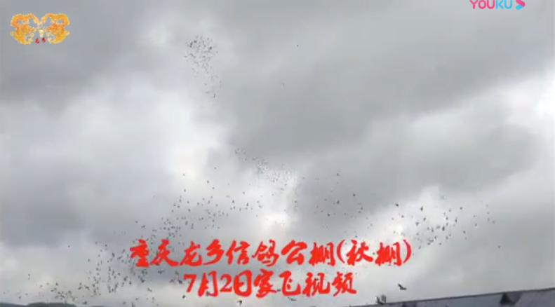重庆龙乡信鸽公棚（秋棚）2020年7月2日家飞视频