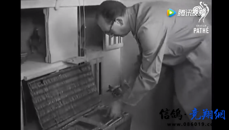 赛鸽历史纪录片：1957年荷兰一场信鸽大赛